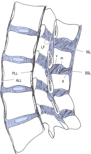 Functional Anatomy And Pathophysiology Of Axial Low Back Pain Disc