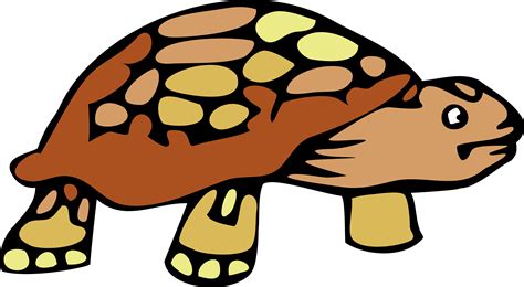 stock photo  tortoise freeimageslive