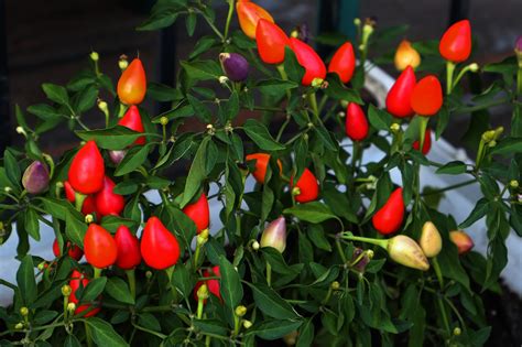 20 Edible Plants You Can Grow Indoors Year Round Home As We Make It
