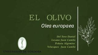 PRESENTACION SEM EL OLIVO Olea Europaea Pptx