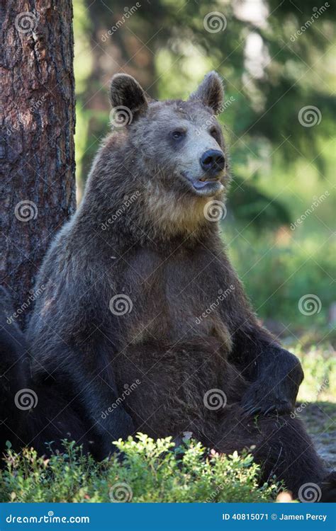 Orso Bruno Nella Foresta Della Finlandia Immagine Stock Immagine Di