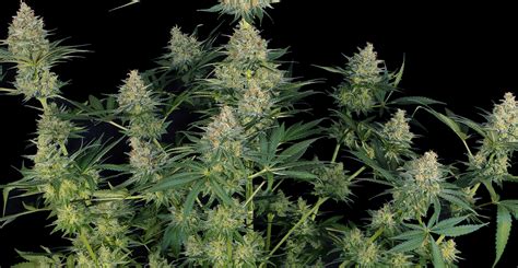 Blue Cheese 5 10 Feminized Cannabis Seeds CaliSeedStore