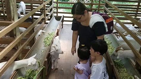 Saanen Goat Farm Balik Pulau Youtube