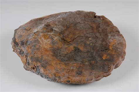 COPROLITE FOSSIL OR, FOSSILIZED DINOSAUR DUNG