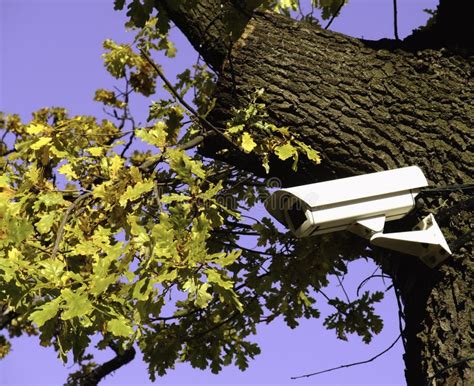 Surveillance Camera On The Tree Hidden Camera In The Forest Stock