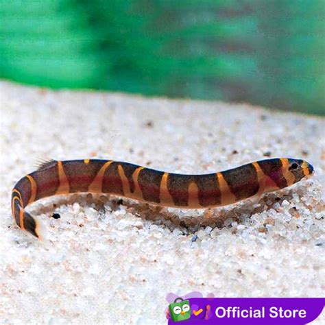 Jual Kuhli Loach Algae Eater Ikan Hias Aquascape Kota Tangerang