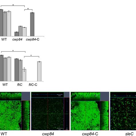 C Difficile Biofilm Formation In Vitro A Biofilm Formation By