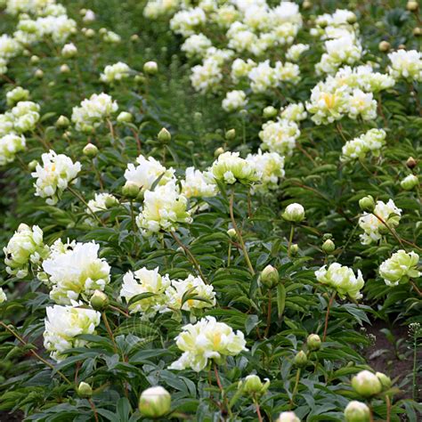 Пион “ГРИН ХАЛО” - Цена на саженцы в питомнике Зеленый Сад Крым