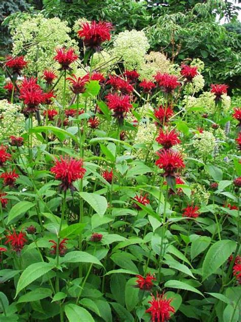 Monarda Jacob Cline Bluestone Perennials Perennials Deer Resistant