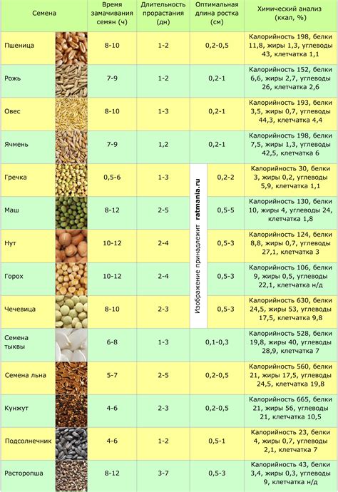 Проращивание зерна и семян | Страница 2 из 2 | Ратмания