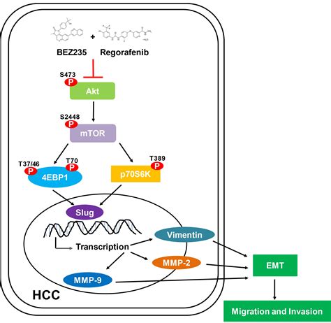 Molecules Free Full Text The Synergistic Anti Cancer Effects Of Nvp