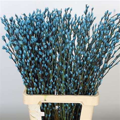 PUSSY WILLOW DYED LIGHT BLUE 70cm Wholesale Dutch Flowers Florist