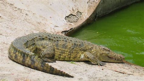 Crocodile Free Photo Download | FreeImages