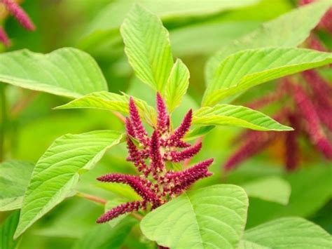 Amazing Benefits Of Amaranth Organic Facts