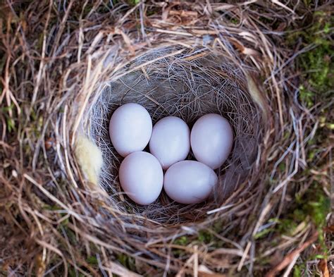 Gambar Telur Burung Koleksi Gambar