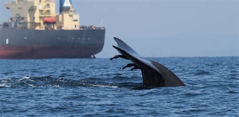 Nuevos Mapas Muestran Zonas De Alto Riesgo De Colisiones Entre Ballenas