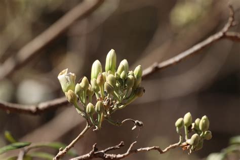 Ipomoea Arborescens From Concordia Sin M Xico On February At