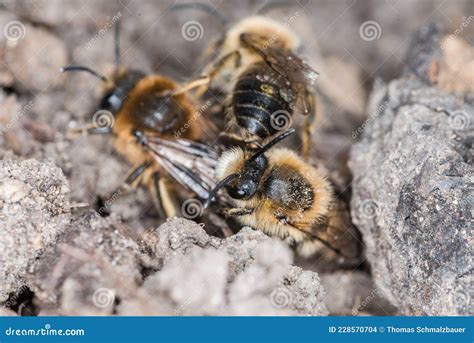 Earth Bees Females And Males On The Ground During Reproduction And Love