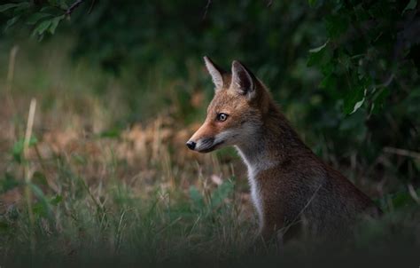 Wallpaper Grass Face Branches Glade Bush Portrait Fox Profile