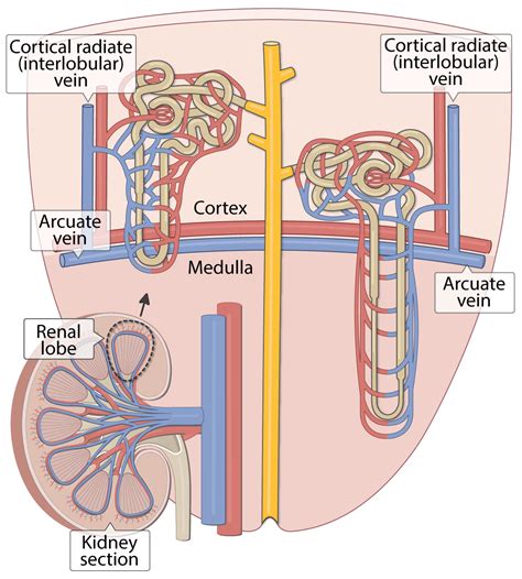 Peritubular Capillaries Juxtamedullary Capillaries