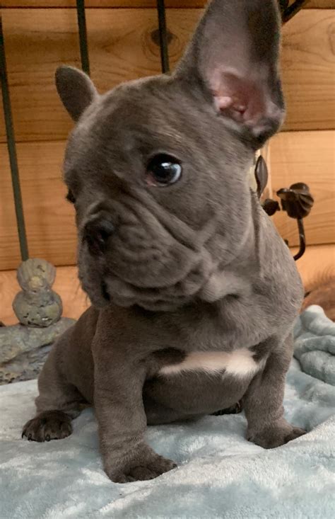BLUE FRENCH BULLDOGS - The French Bulldog