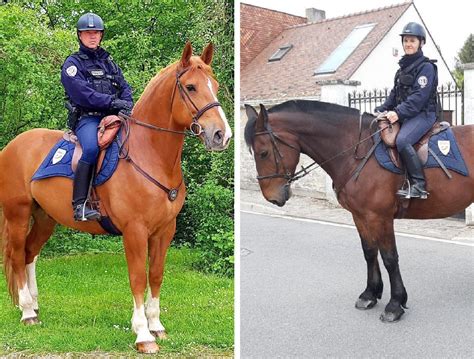 Des Chevaux De La Police Nationale De Seine Et Marne S Curiseront Le