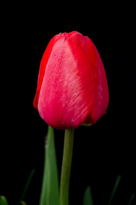 Tulip Rouge Fleur Le Photo Gratuite Sur Pixabay Pixabay