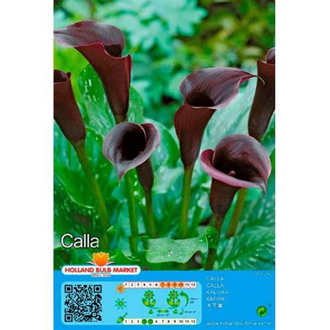 Kalija (Calla) Black (76395): daugiamečiai augalai Kupuj korzystniej w ...