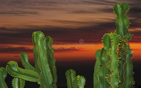 Cacti during sunset stock photo. Image of travel, cactus - 17670228