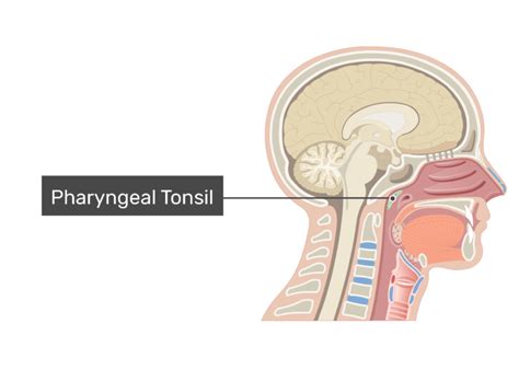 Pharyngeal Tonsil Anatomy