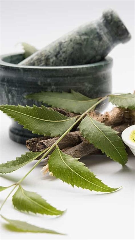 7 Benefits of neem leaves for skin