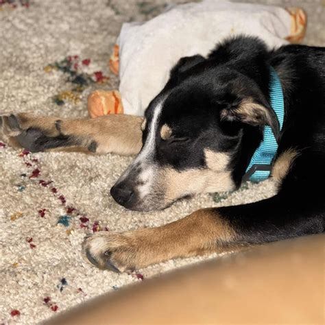 Adoption Pending — Protecting Preloved Border Collies