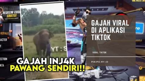 Gajah Viral Ada Apa Dengan Gajah Yang Sekarang Viral Di Tiktok Pikipo