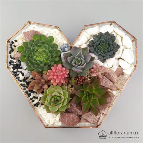 Пахифитум Компактум - Pachyphytum Compactum - Всё для флорариума