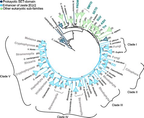 A Maximum Likelihood Ml Phylogenetic Tree Showing The Evolutionary