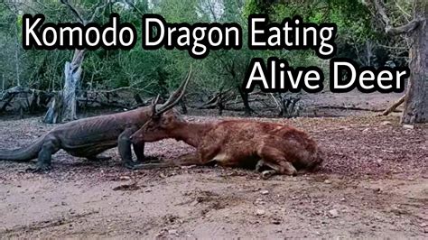 KOMODO DRAGON EATING ALIVE DEER - YouTube