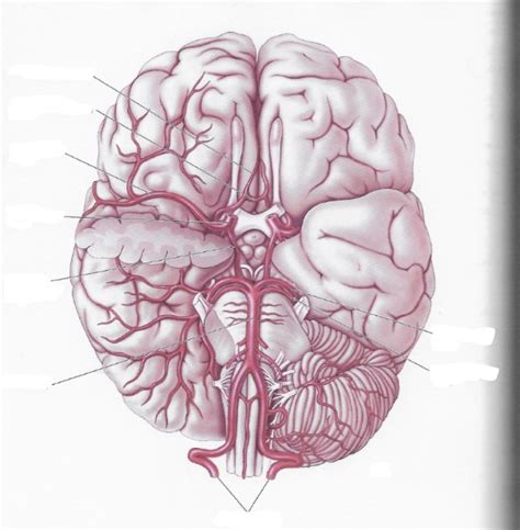 Neuro Quiz Diagram Quizlet