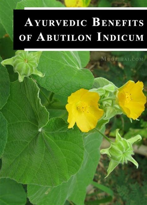 Abutilon Indicum Indian Mallow Medicinal Properties And Ayurvedic Uses