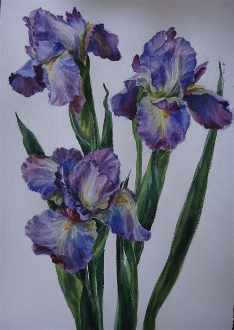Ирисы акварелью (Много фото) - drawpics.ru