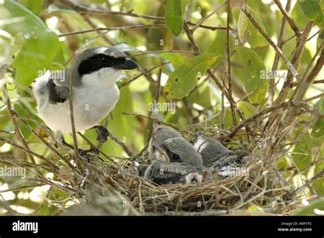 Loggerhead Shrike with Nestlings in Nest Stock Photo - Alamy