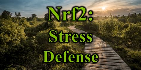 nrf   supplements  boost  antioxidant pathway