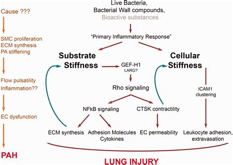 Substrate Stiffness Dependent Exacerbation Of Endothelial Permeability