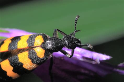 橫紋芫菁 斑蝥地膽 Chinese Blister Beetle Cypherone Flickr