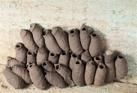 Mud Daubers Or Dirt Daubers — 8 Facts You Should Know