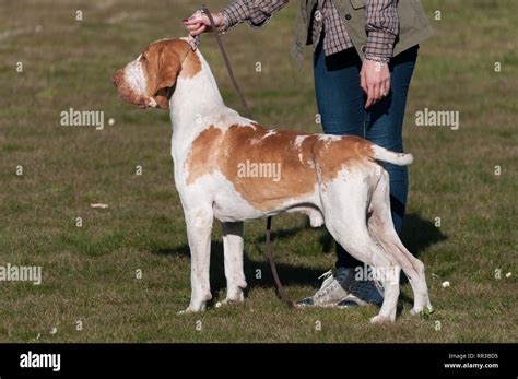 Italian Bracco, a pointing hunting dog breed Stock Photo - Alamy