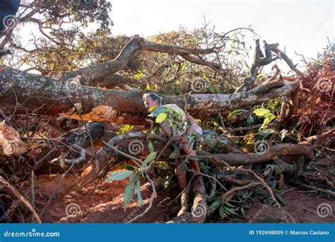 Environmentalist Tree Hugger Is Hugging Wood Trunk In Forest Female