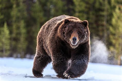 Free photo: Grizzly Bears - Animal, Bear, Brown - Free Download - Jooinn