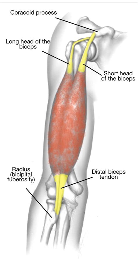 The Hook Test: Don’t Miss A Rupture of the Biceps Tendon at the Elbow ...