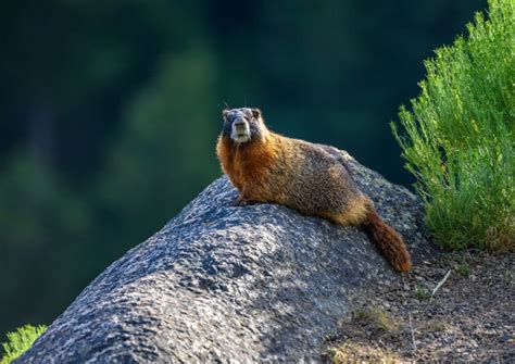 15 Animals In Crater Lake National Park We Saw While Hiking!