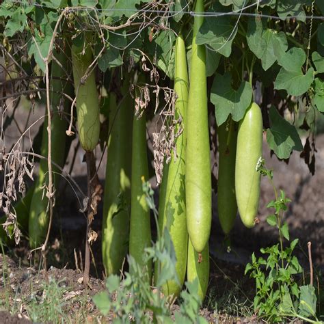 Bottle Gourd Long | Sahaja Seeds